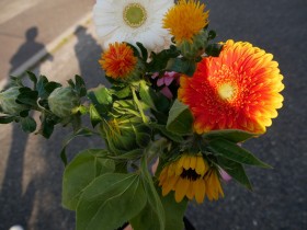 Gerberra, Benibana, and sunflowers