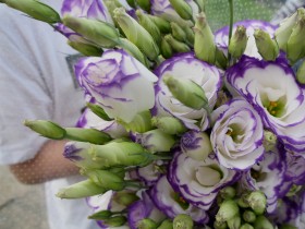 A special flower, eustoma