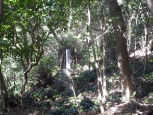 One of the most beautiful forests of Yamanokami