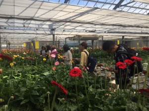 Visit to the house where gerbera cultivation