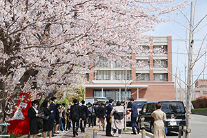 Cherry blossoms dance